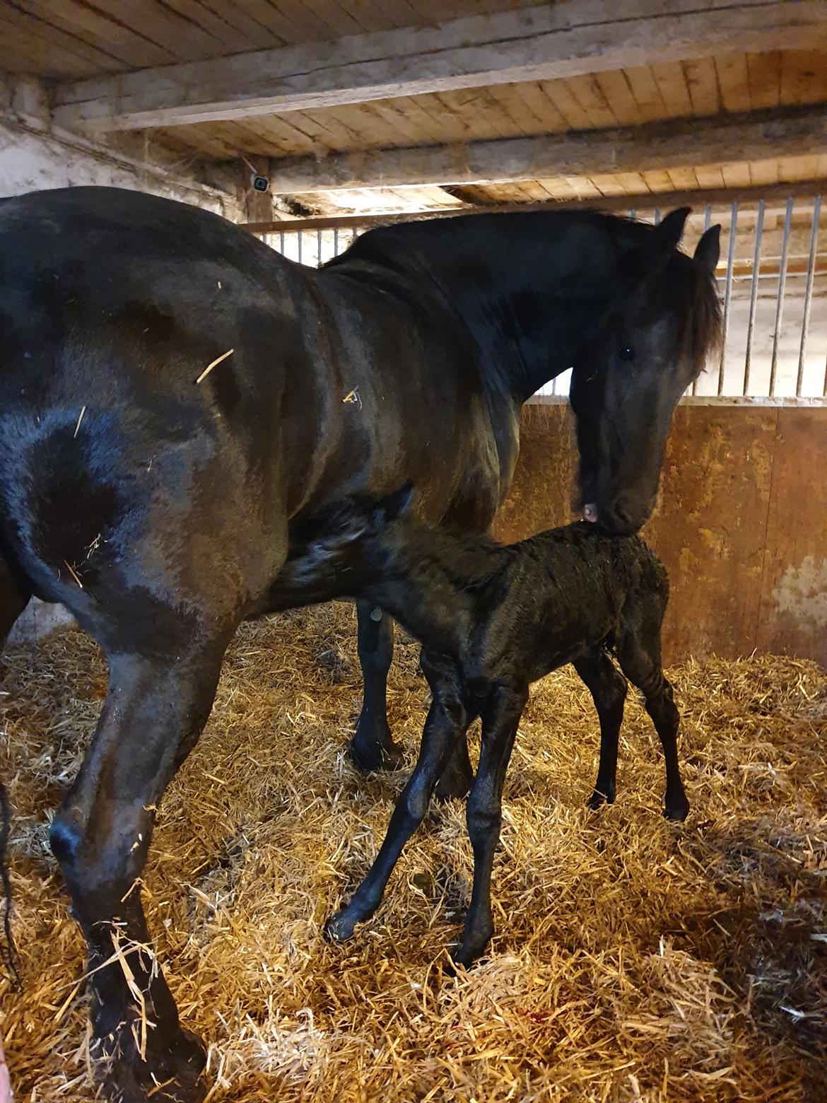 Frieser Mira af stald Lafrem billede 14