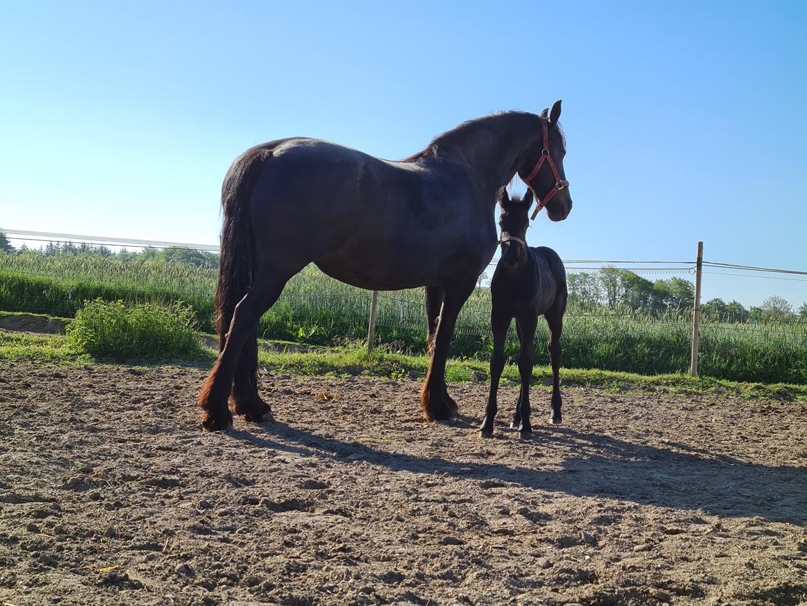 Frieser Mira af stald Lafrem billede 3