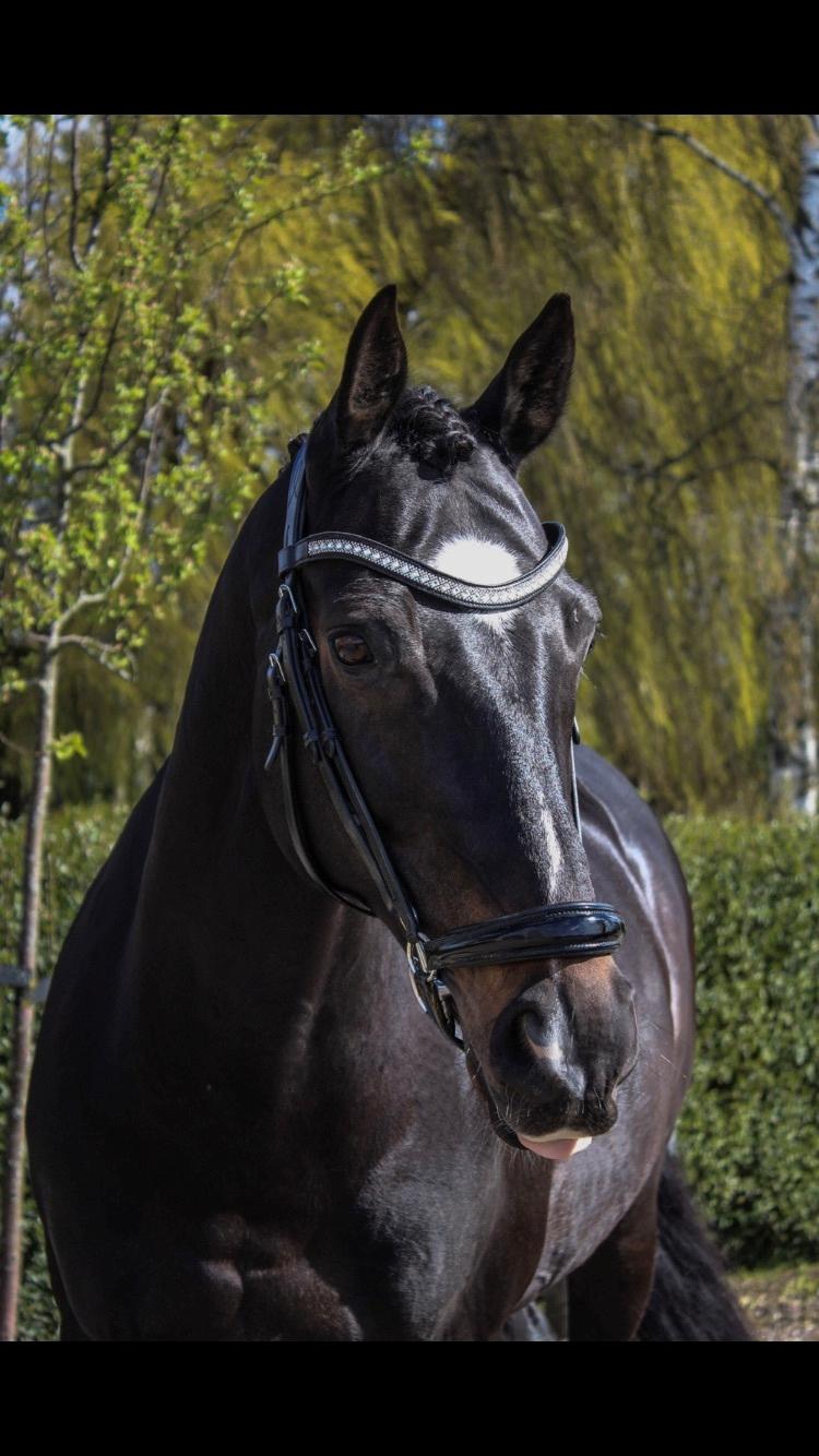 Oldenborg Another one 2 (Dundee) billede 19