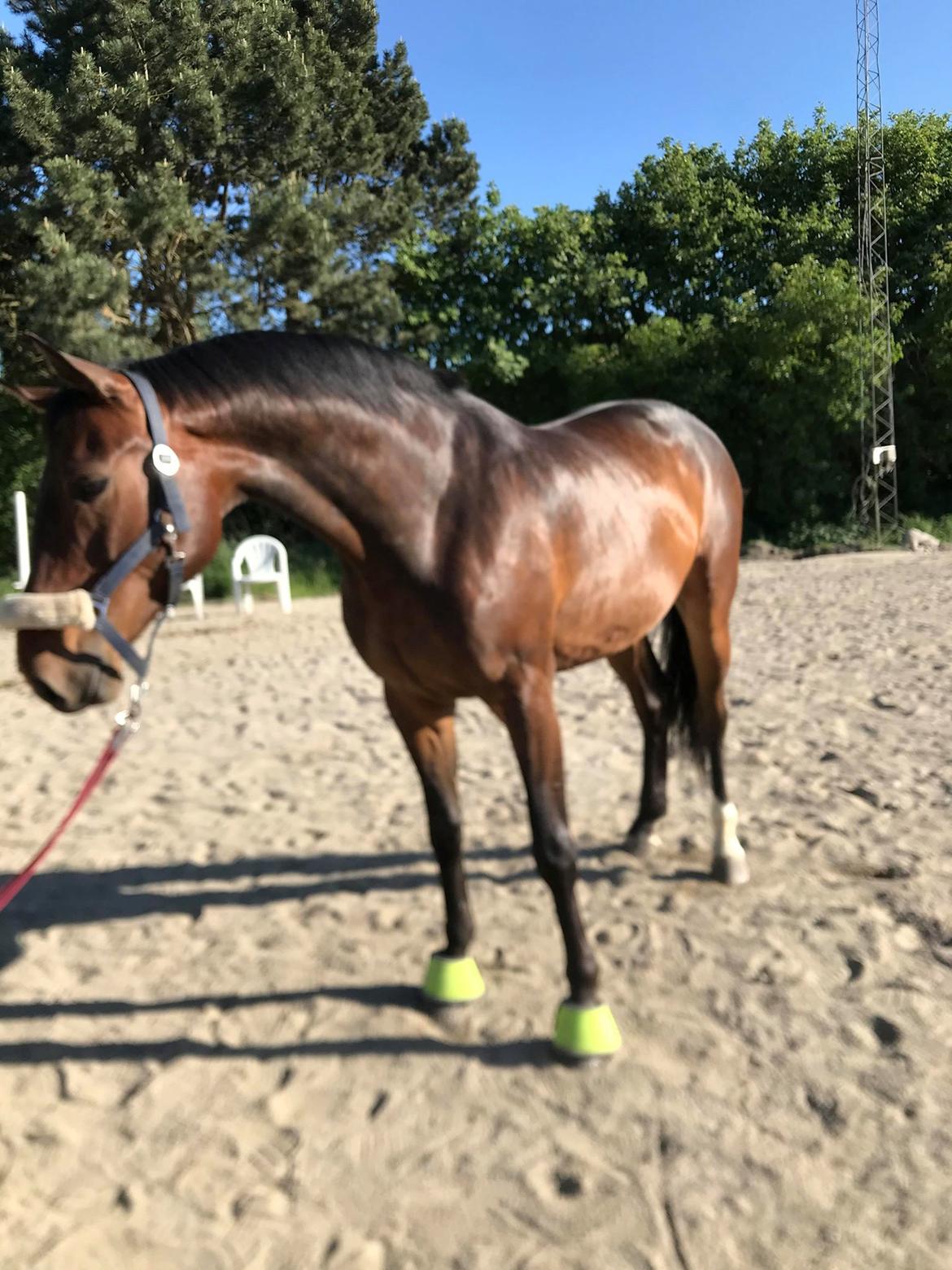 Anden særlig race Hubert billede 1
