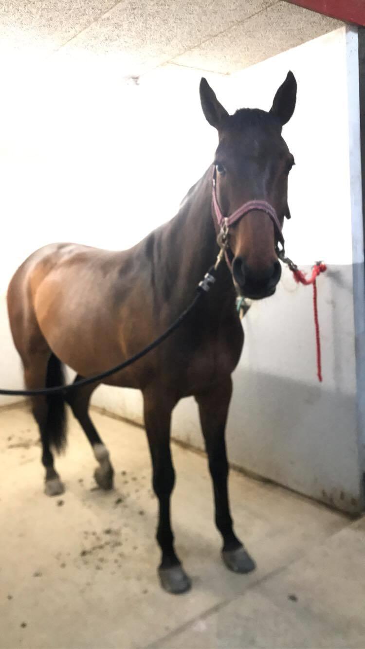 Anden særlig race Hubert billede 7