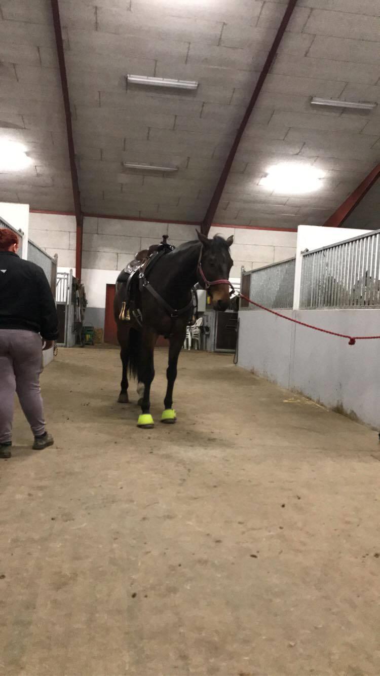 Anden særlig race Hubert billede 8