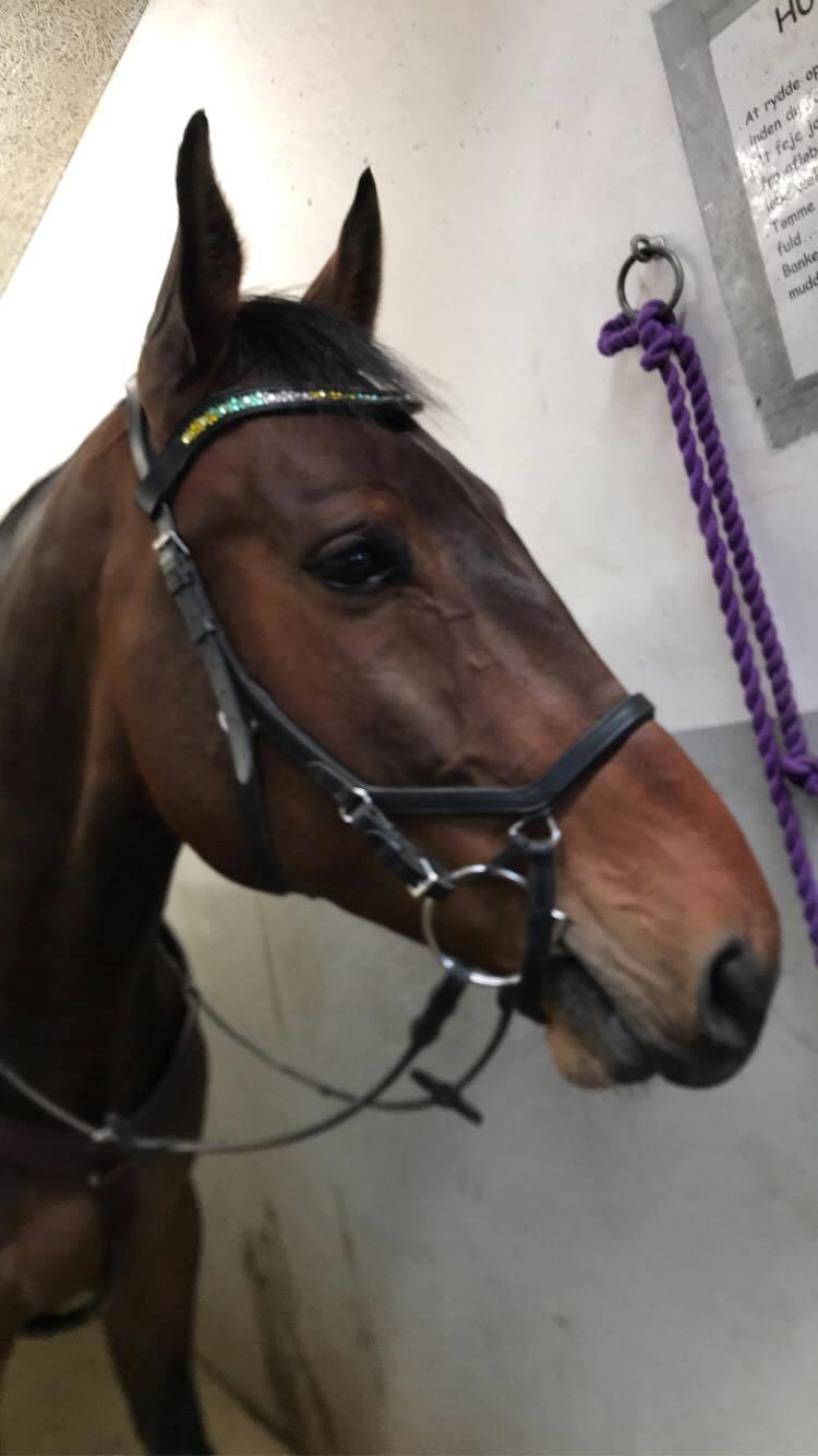 Anden særlig race Hubert billede 9