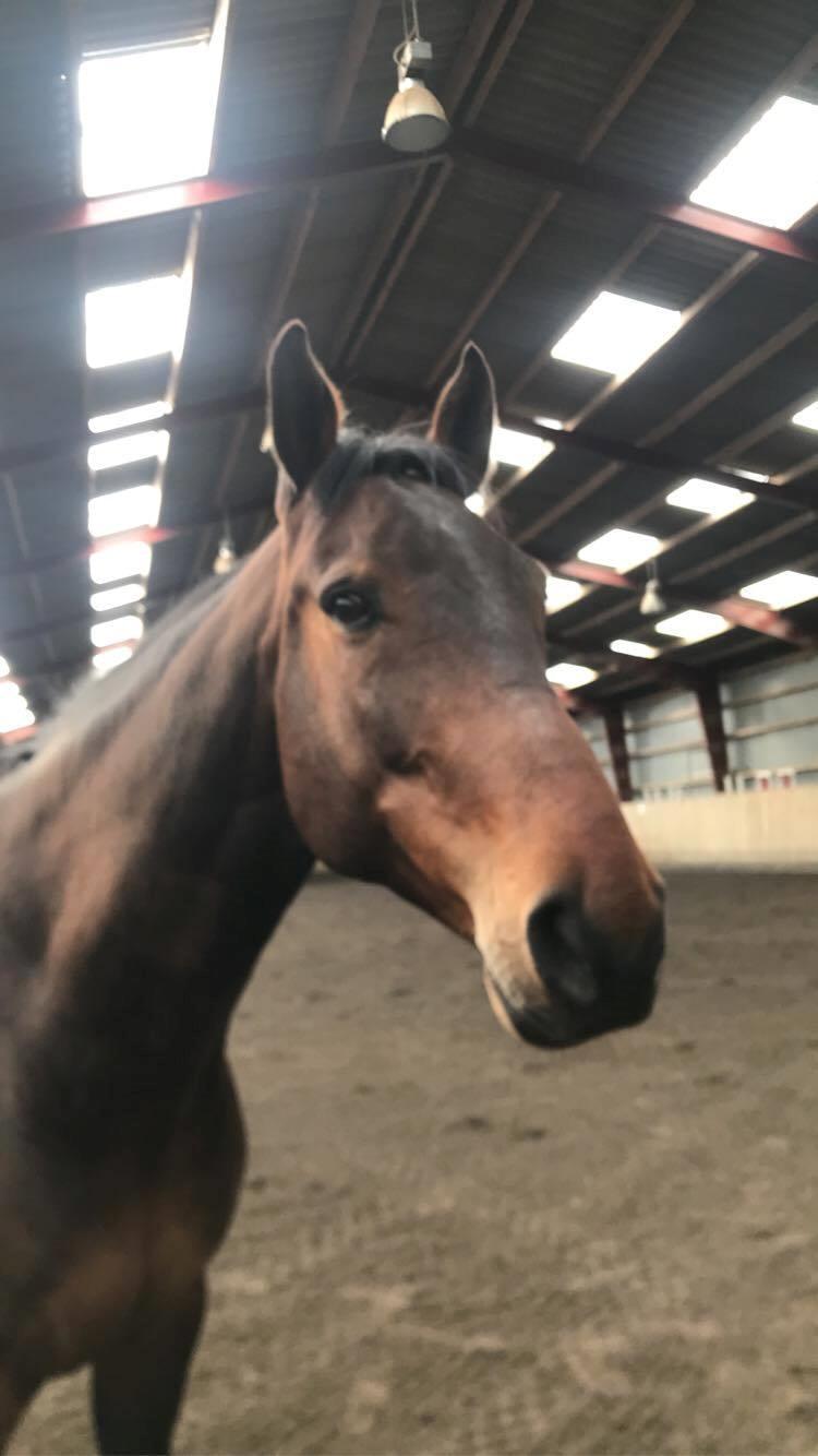 Anden særlig race Hubert billede 12