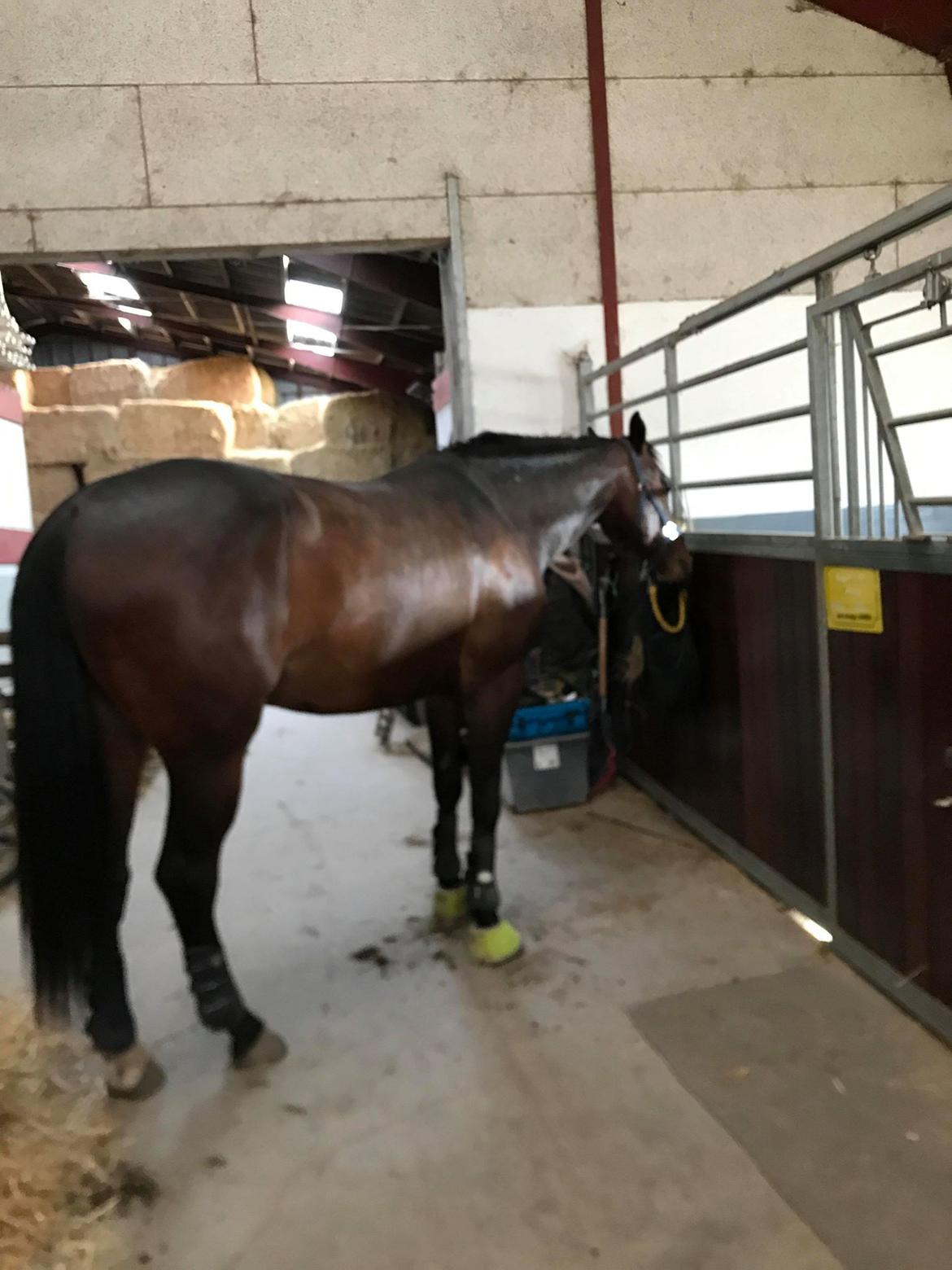 Anden særlig race Hubert billede 5