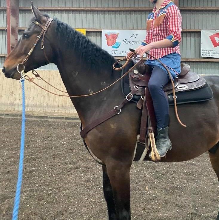 Anden særlig race Hubert billede 2