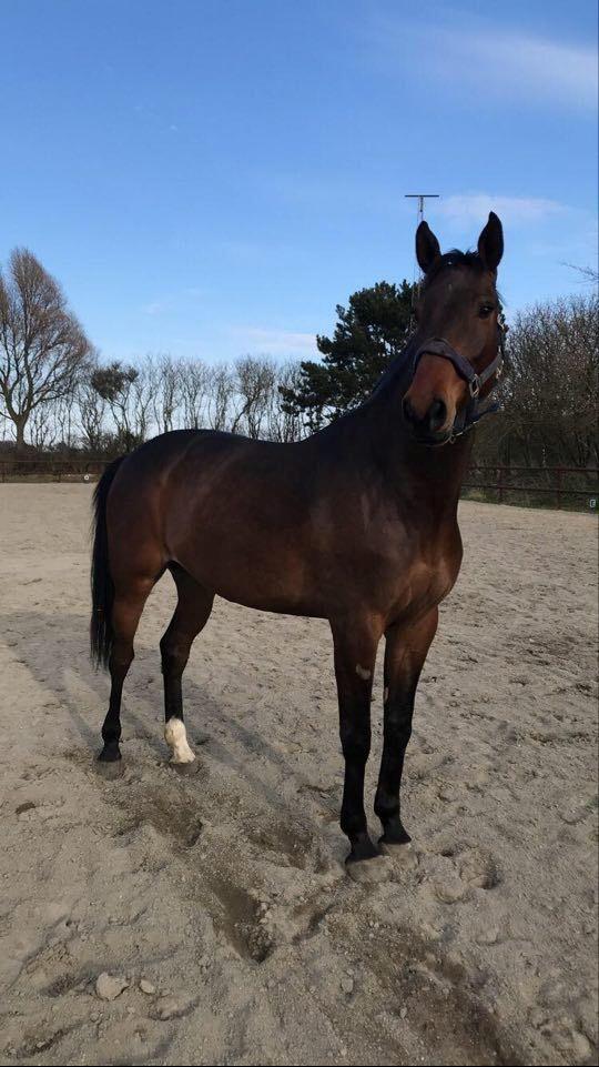 Anden særlig race Hubert billede 14