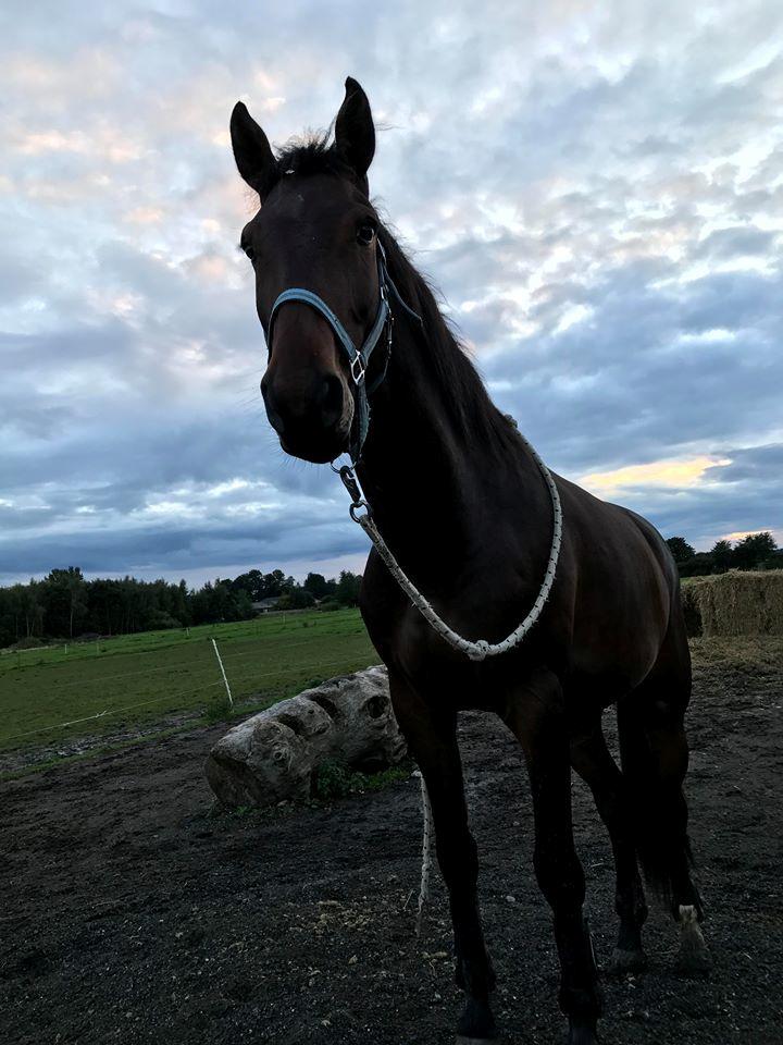 Anden særlig race Hubert billede 15