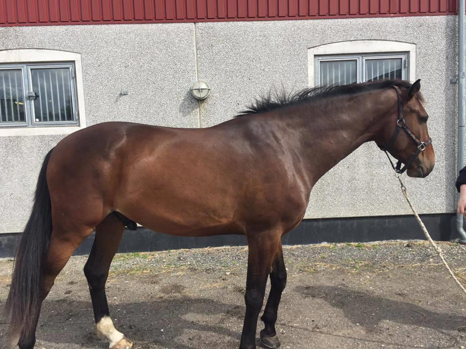 Anden særlig race Hubert billede 16