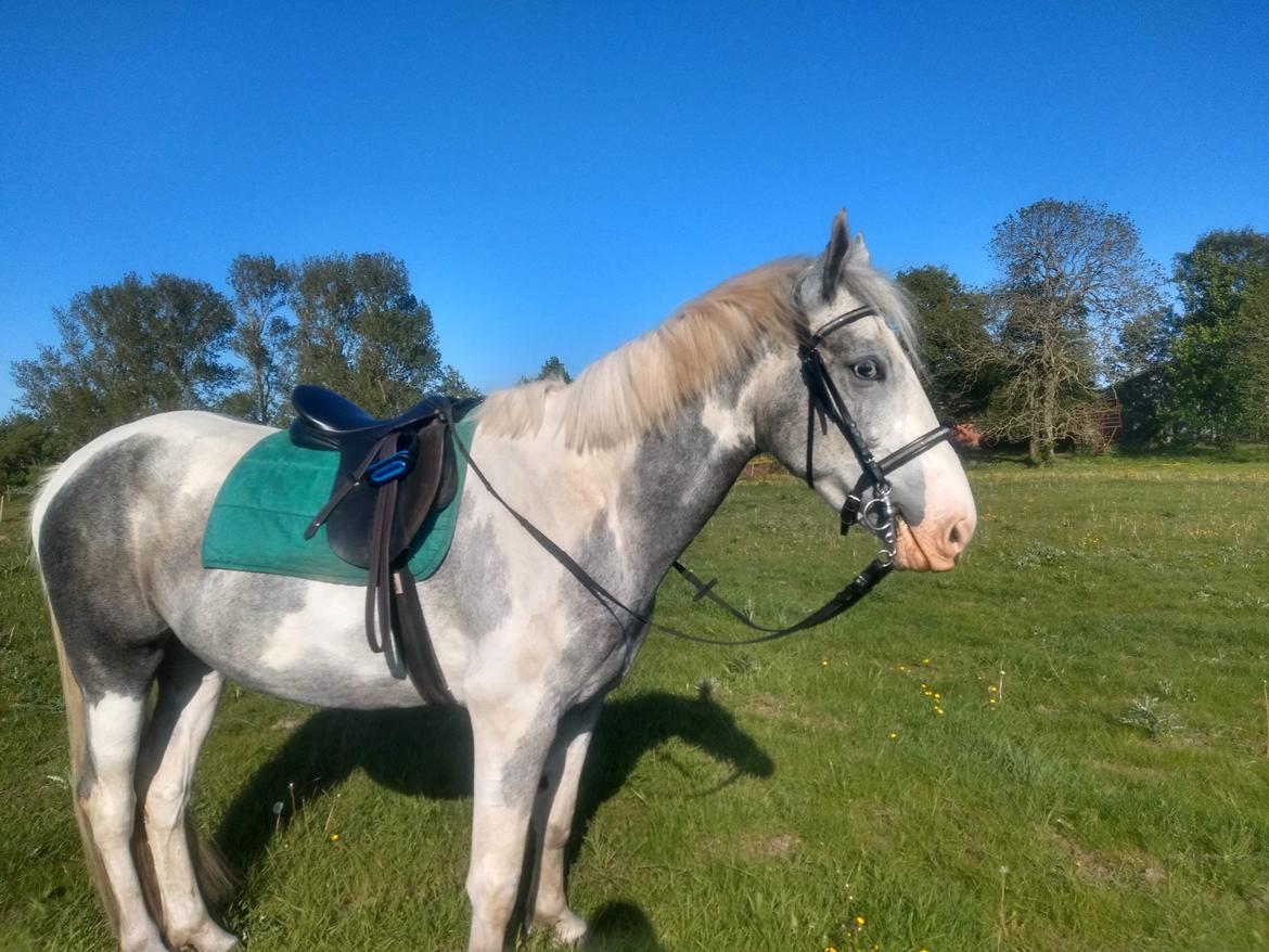 Anden særlig race Bagera billede 10