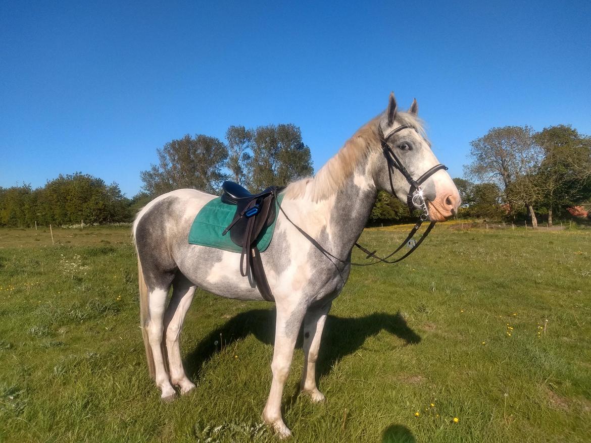 Anden særlig race Bagera billede 12