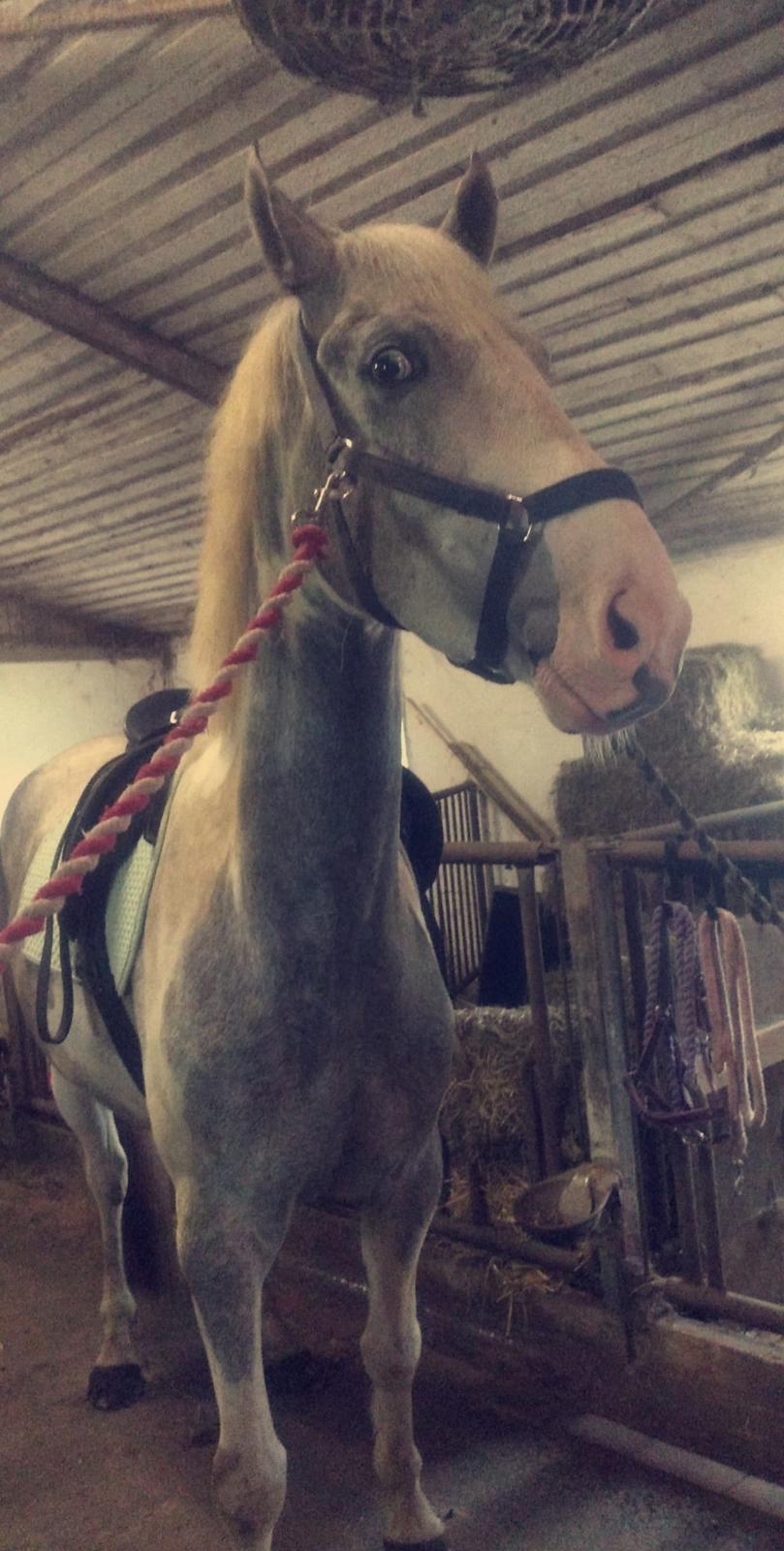 Anden særlig race Bagera billede 11