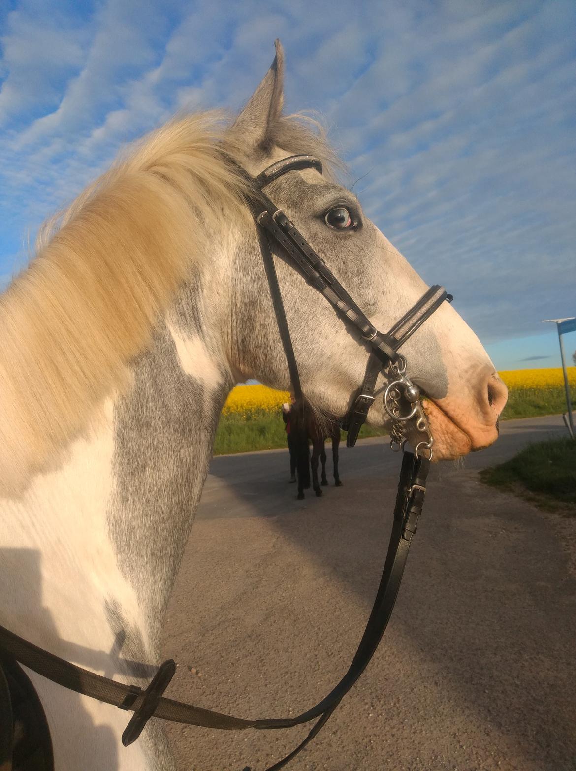 Anden særlig race Bagera billede 4