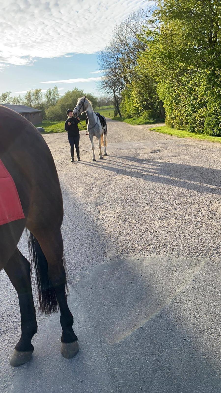 Anden særlig race Bagera billede 13