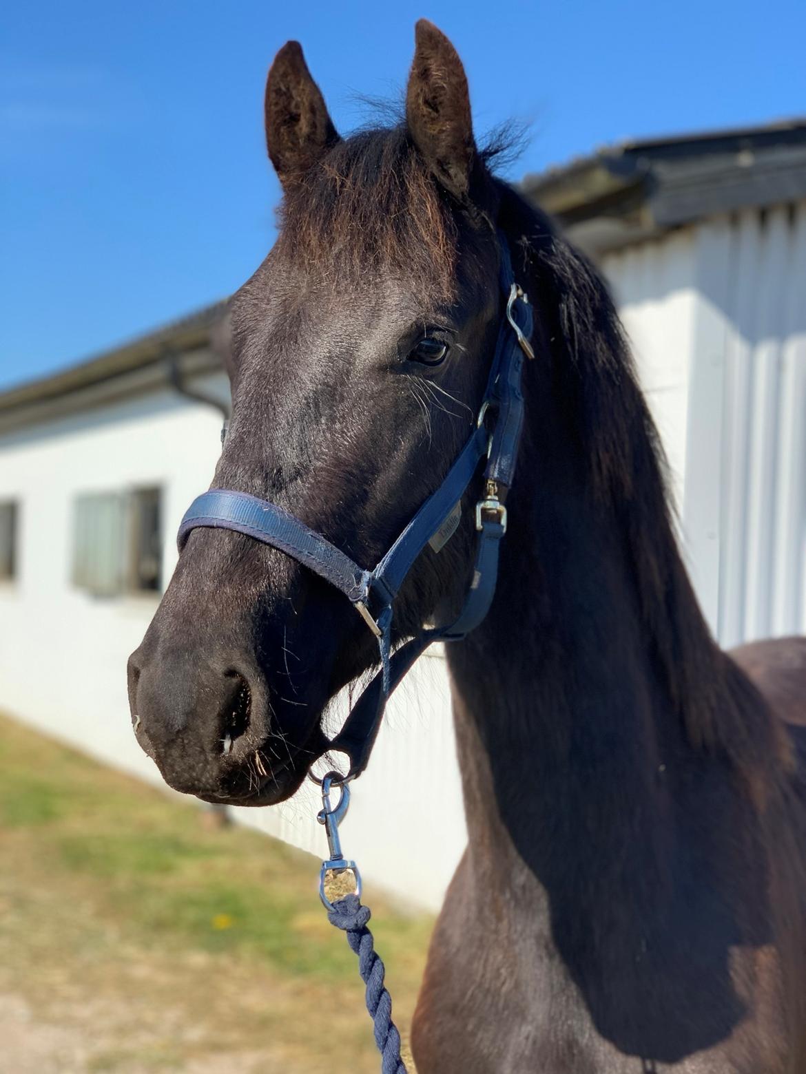 Frieser Lukas Leo af Birkely billede 11