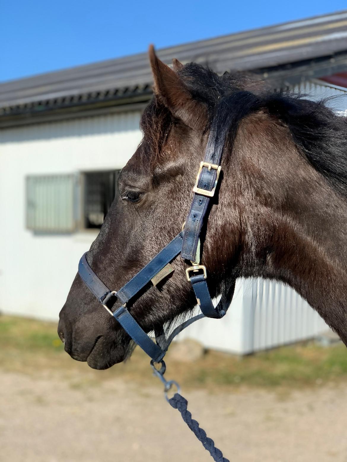 Frieser Lukas Leo af Birkely billede 12