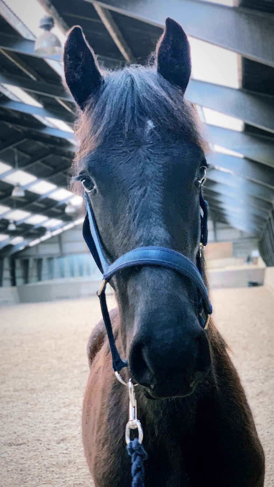 Frieser Lukas Leo af Birkely billede 13