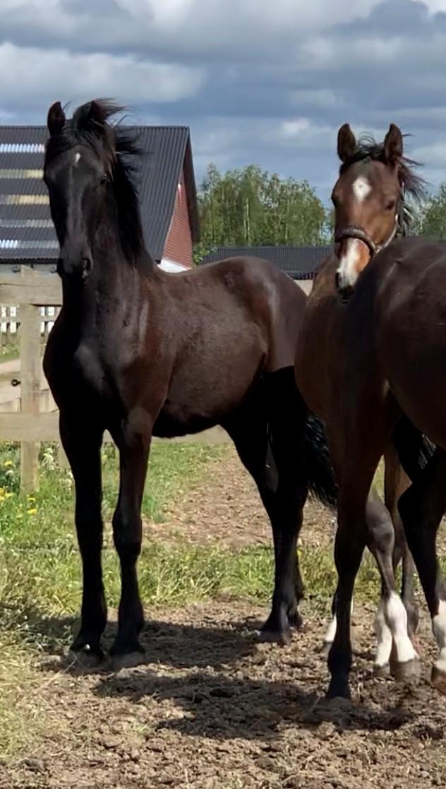 Frieser Lukas Leo af Birkely billede 15