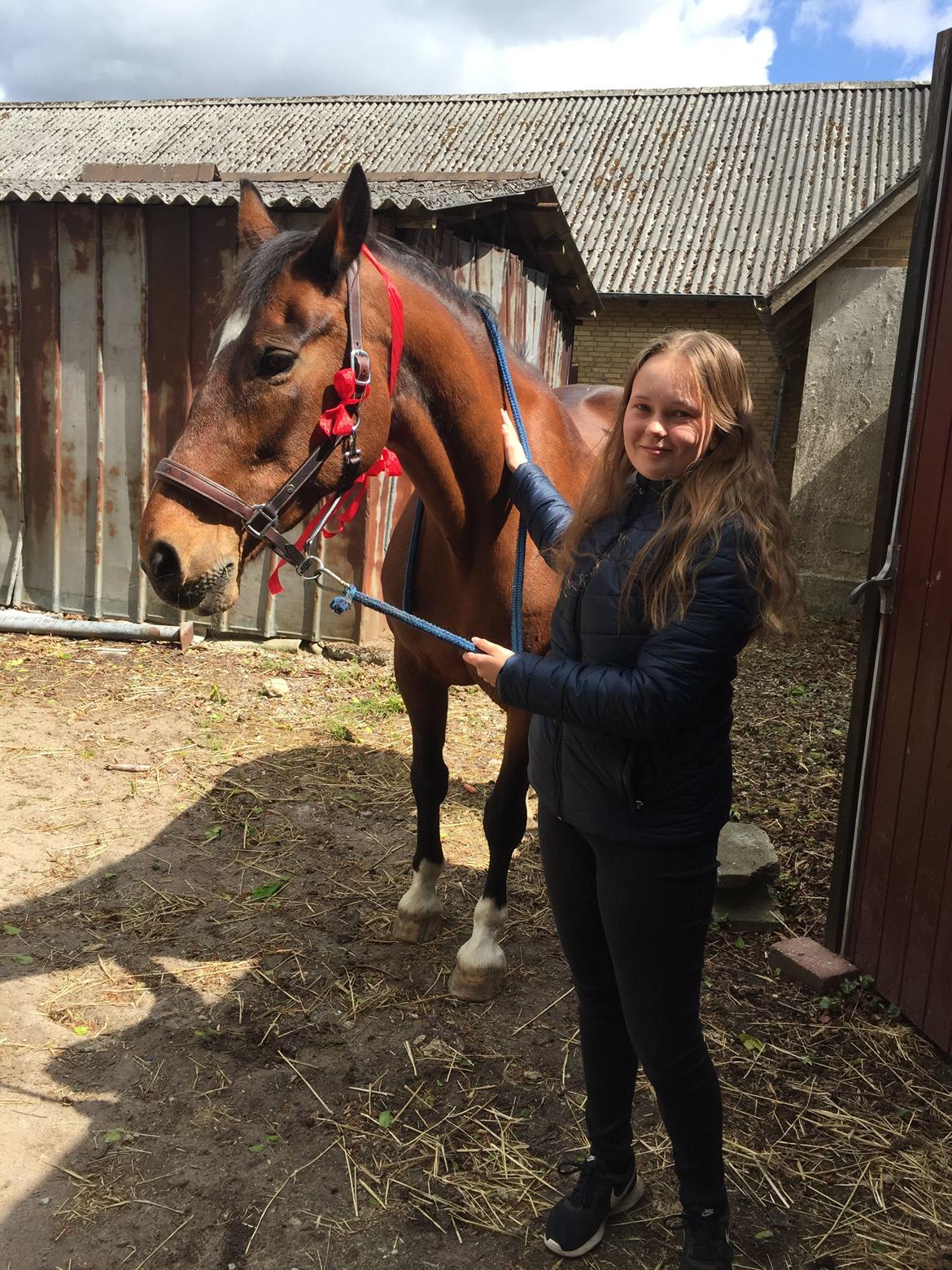 Dansk Varmblod Sunday Silence  - Den dag jeg fik hende som en overraskelse <3 billede 11