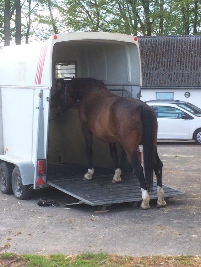 Dansk Varmblod Sunday Silence  - I trailer. Efter 3,5 time lykkedes det endelig billede 6