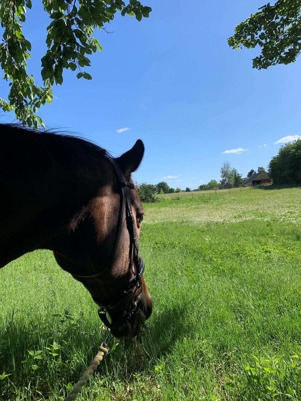 Dansk Varmblod Sunday Silence  - På eventyr ;) billede 8
