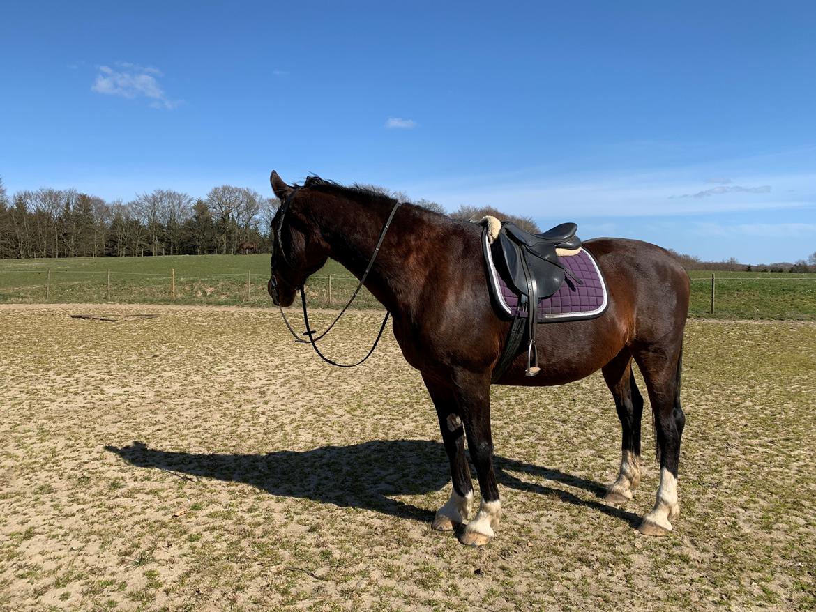 Dansk Varmblod Sunday Silence  - Dressur ;) billede 3