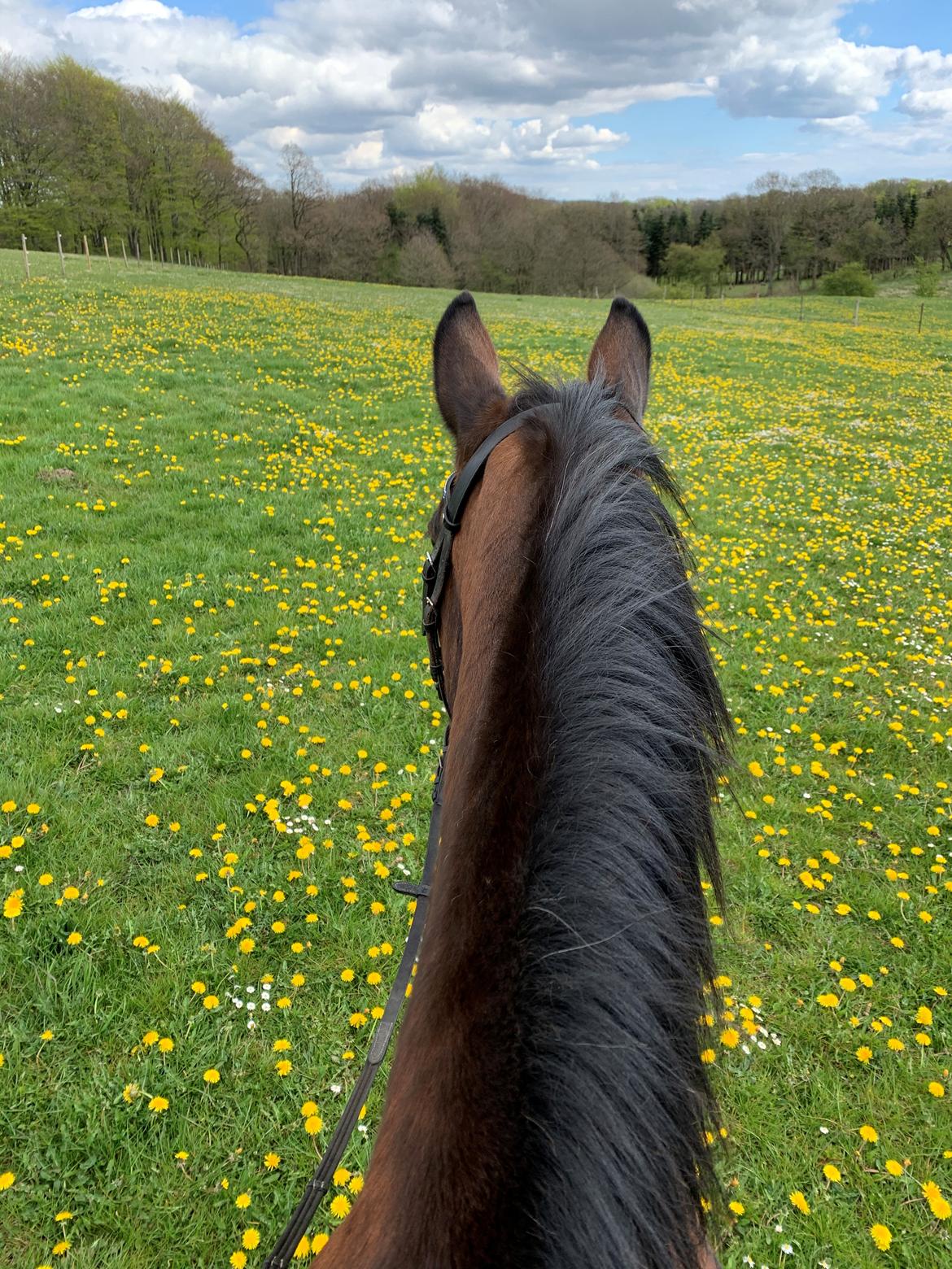 Dansk Varmblod Sunday Silence  - Ride i mælkebøtter 28/4 2020 billede 9