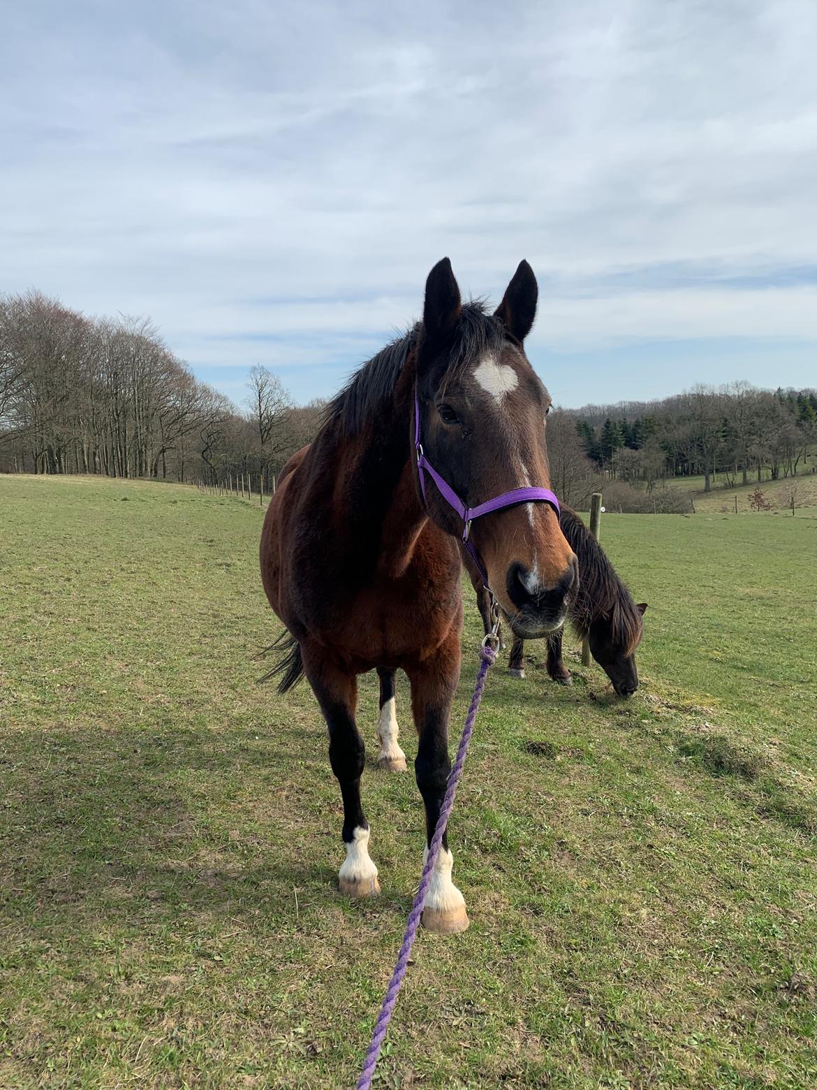 Dansk Varmblod Sunday Silence  - Bamsepels :D billede 18