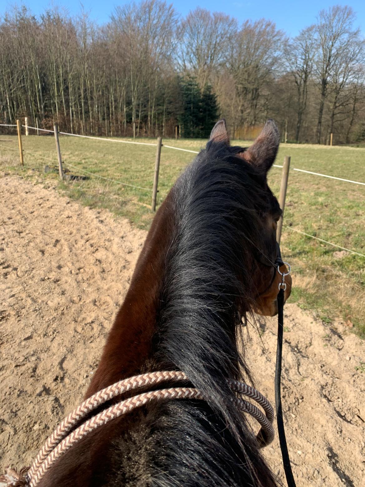 Dansk Varmblod Sunday Silence  - Ridning i rebgrime og cordeo billede 14