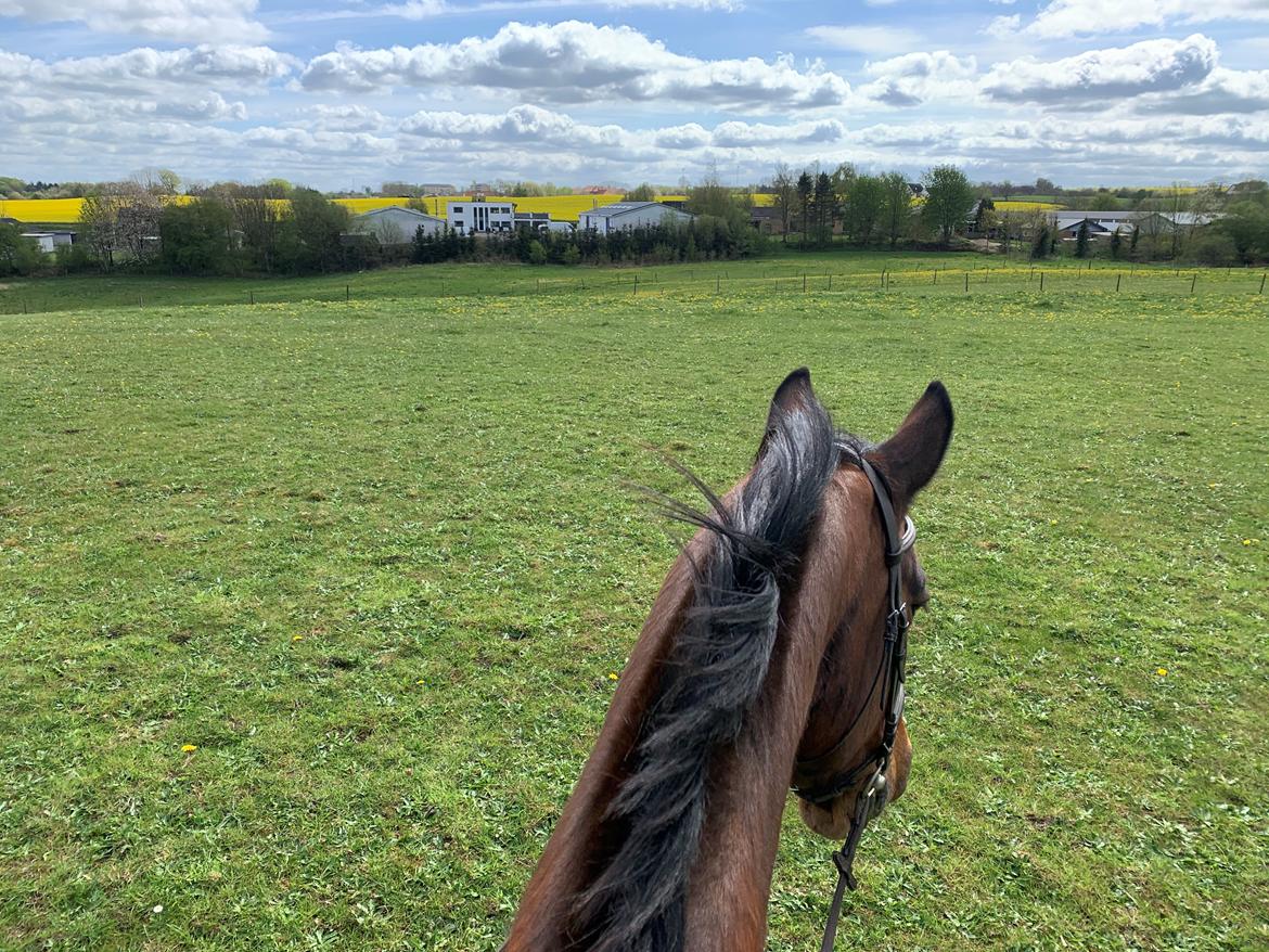 Dansk Varmblod Sunday Silence  - Ridetur på marken 3/5 2020 billede 17