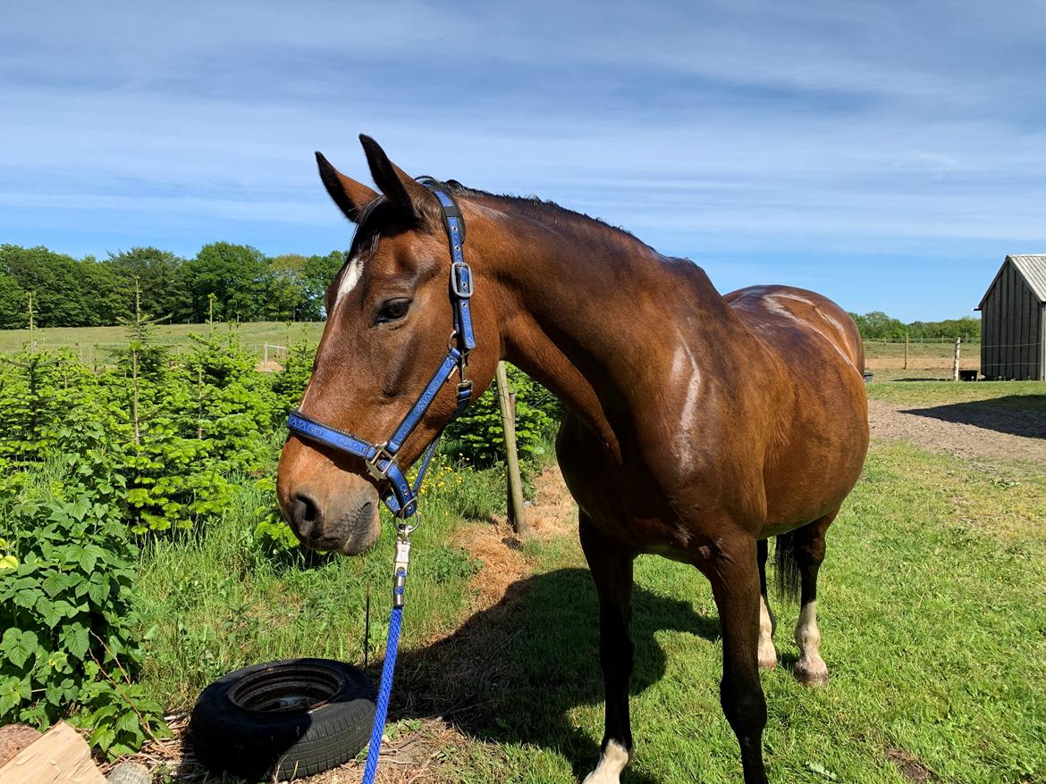 Dansk Varmblod Sunday Silence  - Et tiltrængt bad - 2/6 2020 billede 10