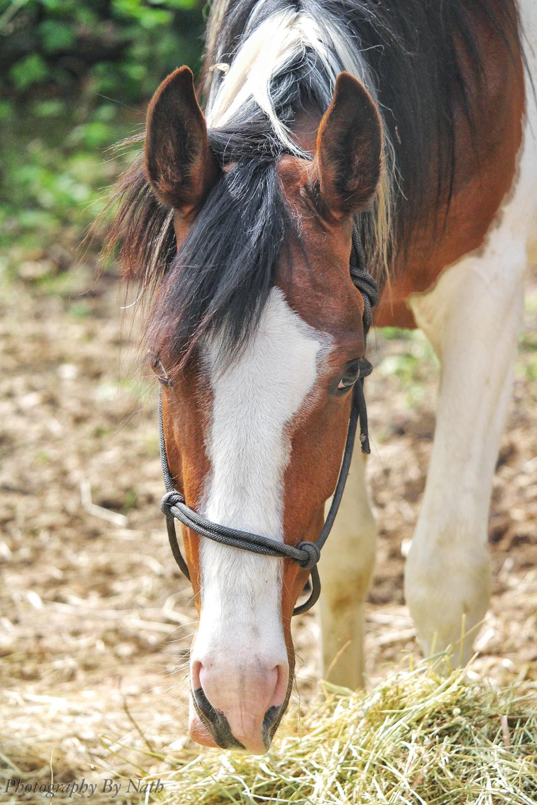 Pinto Midnigth rain billede 3