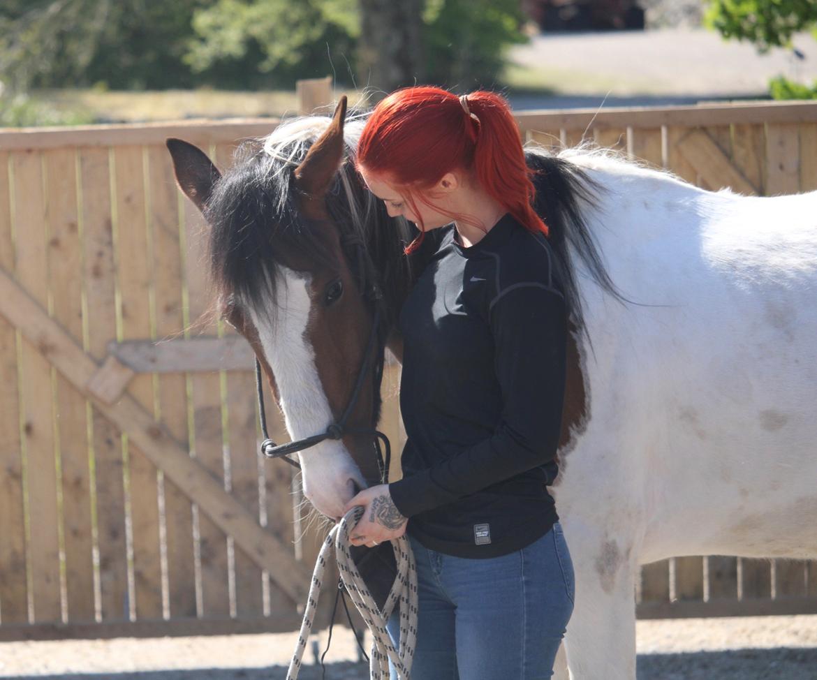 Pinto Midnigth rain billede 6