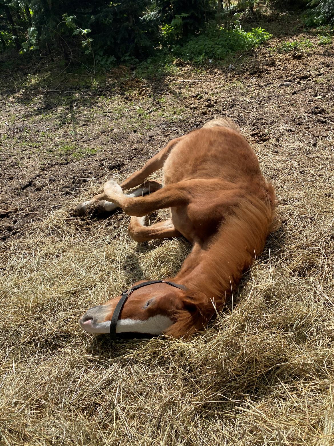 Anden særlig race midnigt Taima billede 5