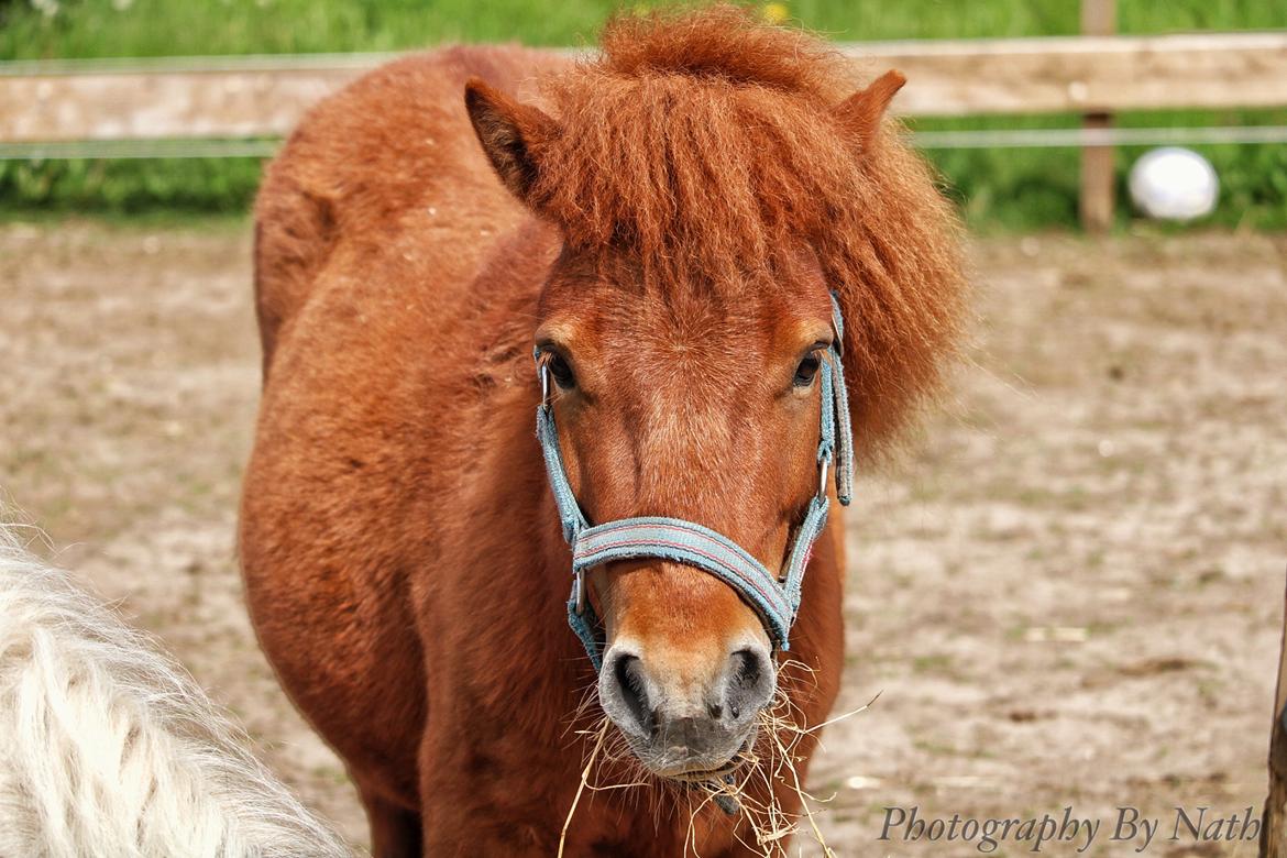 Shetlænder Bertram billede 9