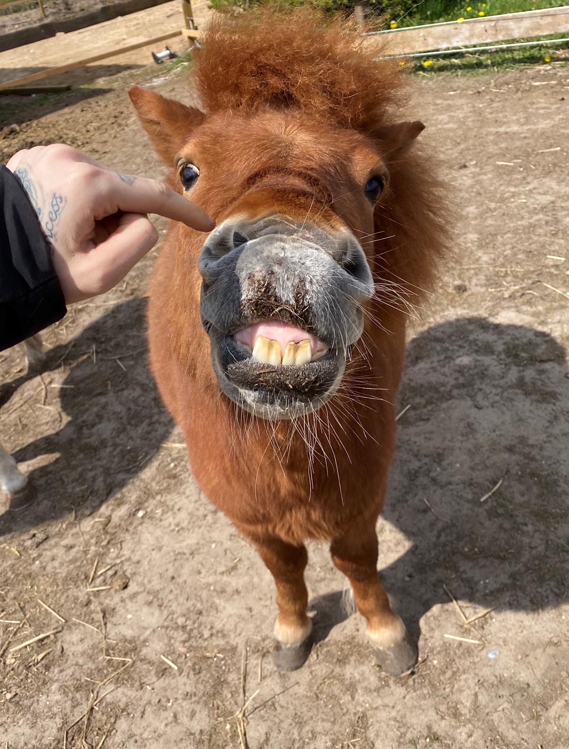 Shetlænder Bertram billede 11
