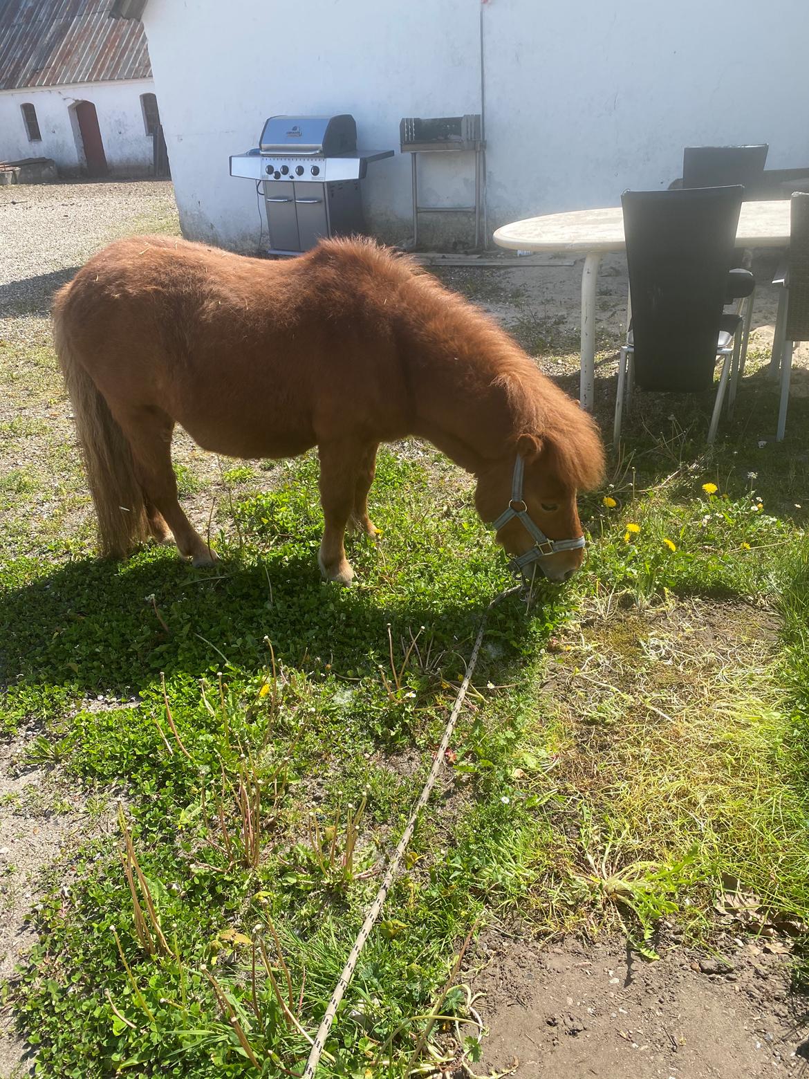 Shetlænder Bertram billede 10