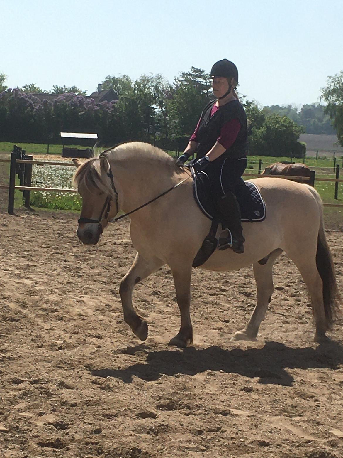 Fjordhest Grønhøjgårdens Malthe - *nyt* Den. 26/05-2020. Ridning på banen billede 12