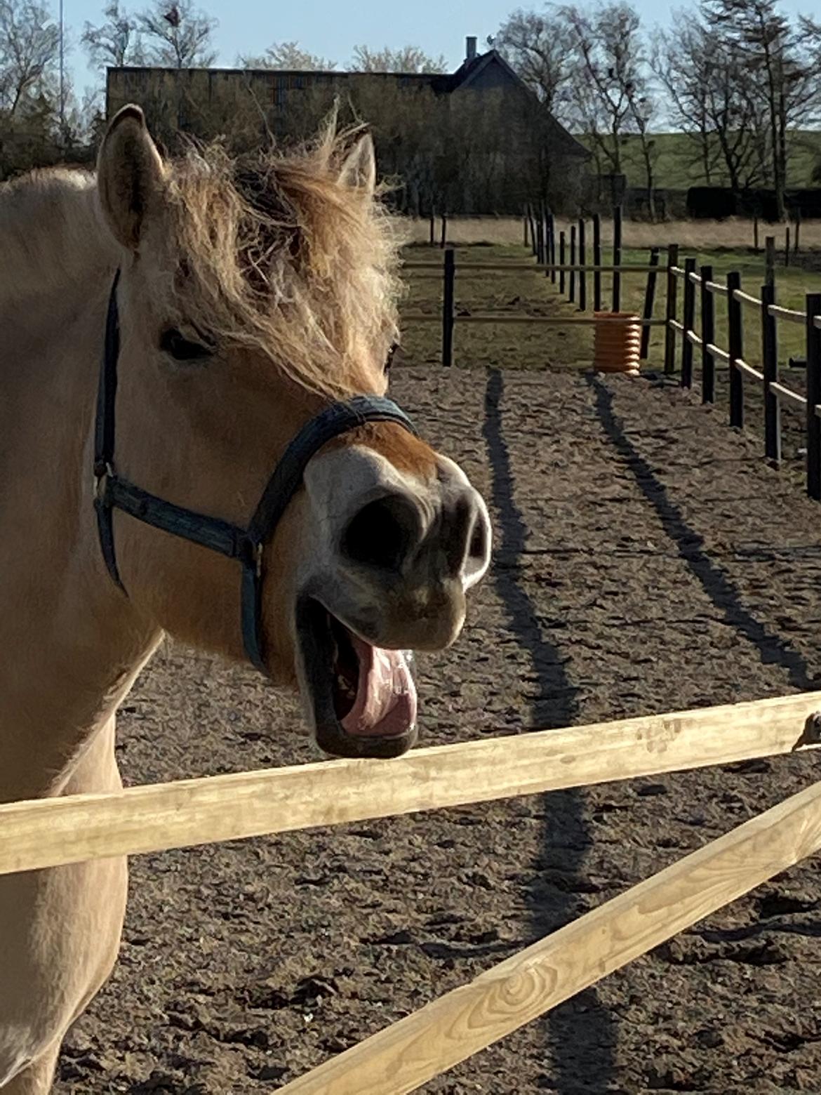 Fjordhest Grønhøjgårdens Malthe - *nyt* gab gab mener Malthe  billede 13