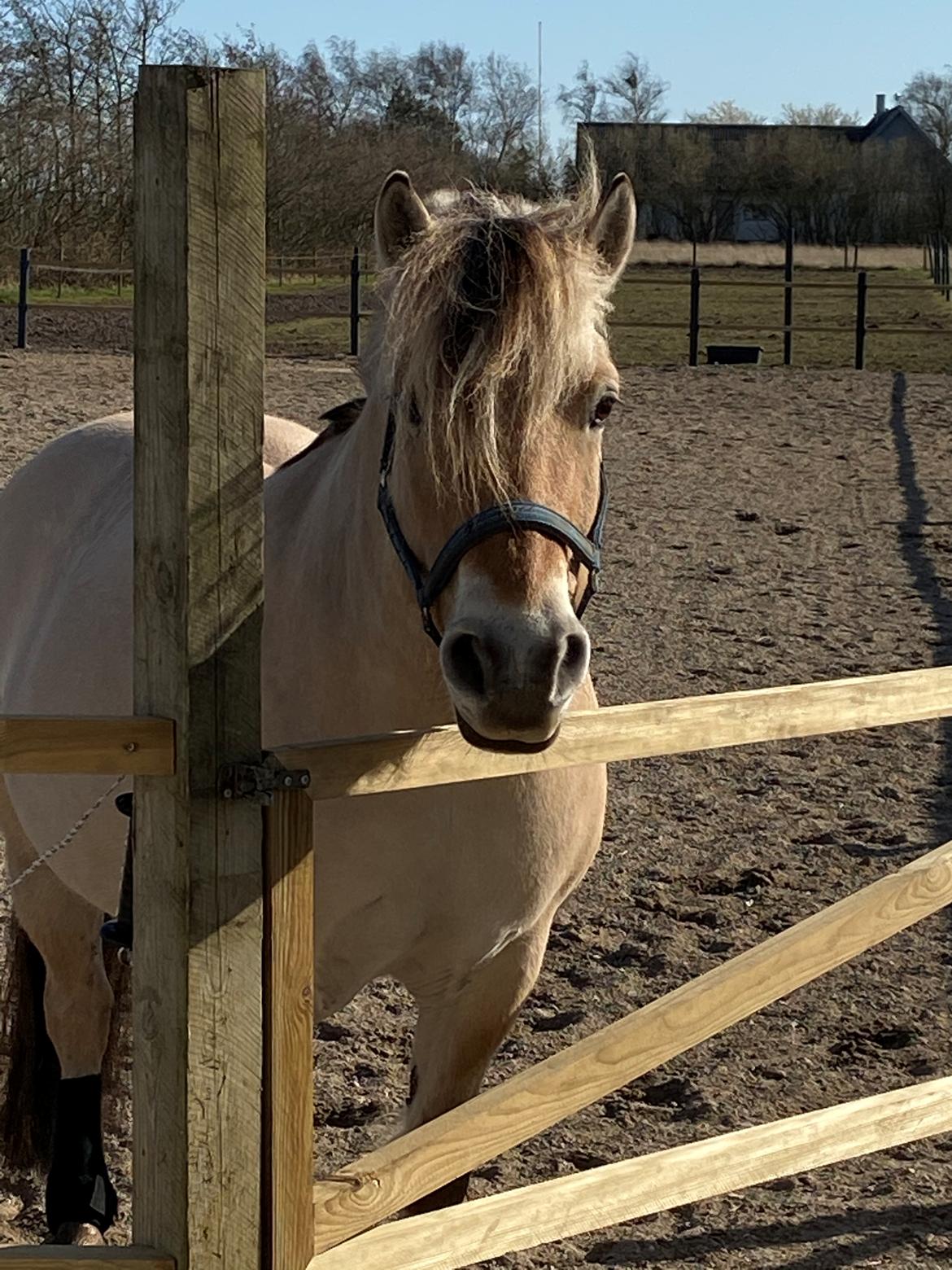 Fjordhest Grønhøjgårdens Malthe - *nyt* billede 14