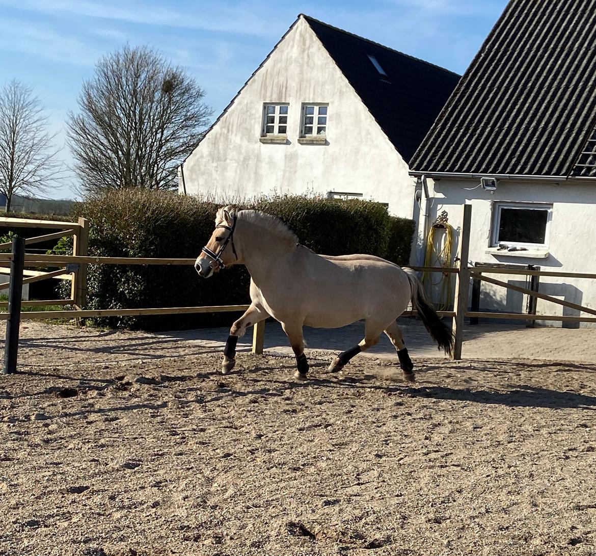 Fjordhest Grønhøjgårdens Malthe - *nyt* Malthe løs på banen i trav. billede 19