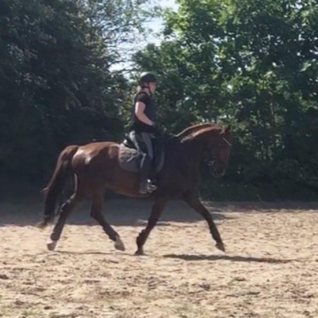 Hollandsk Varmblod Gunette billede 15