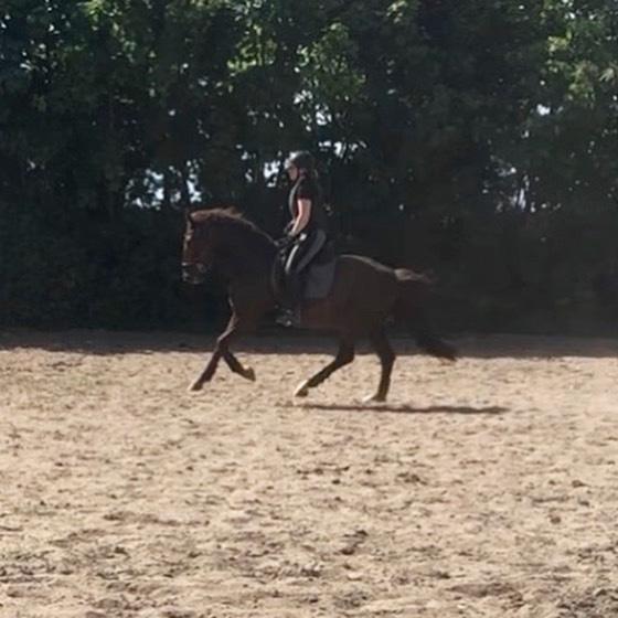 Hollandsk Varmblod Gunette billede 16