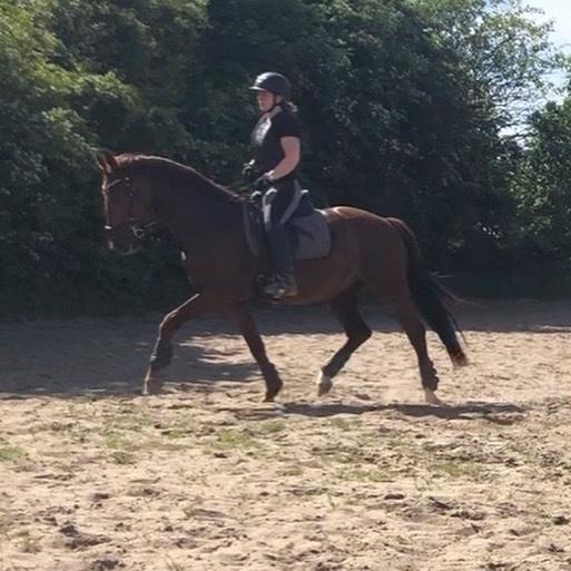 Hollandsk Varmblod Gunette billede 14