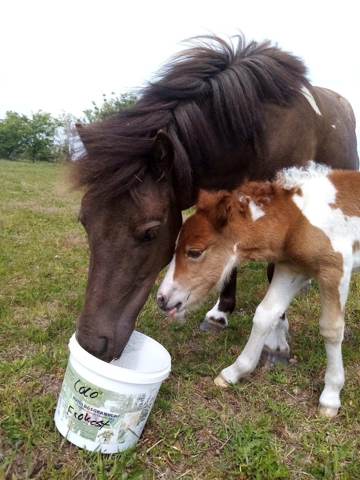 Shetlænder Coco - 04-06-2020 billede 5