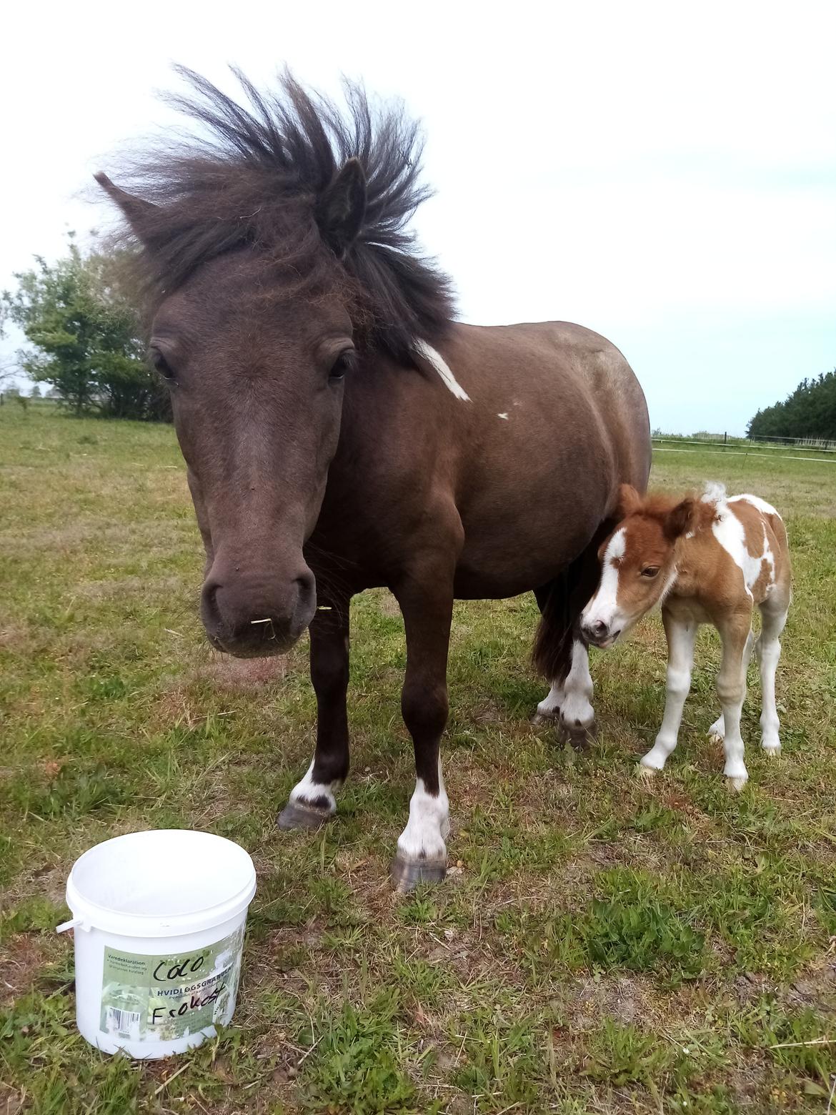 Shetlænder Coco - 04-06-2020 billede 8