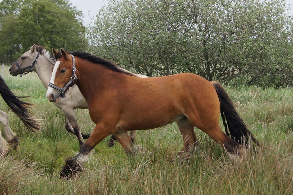 Irish Cob Lenders Winzent of Ireland billede 14