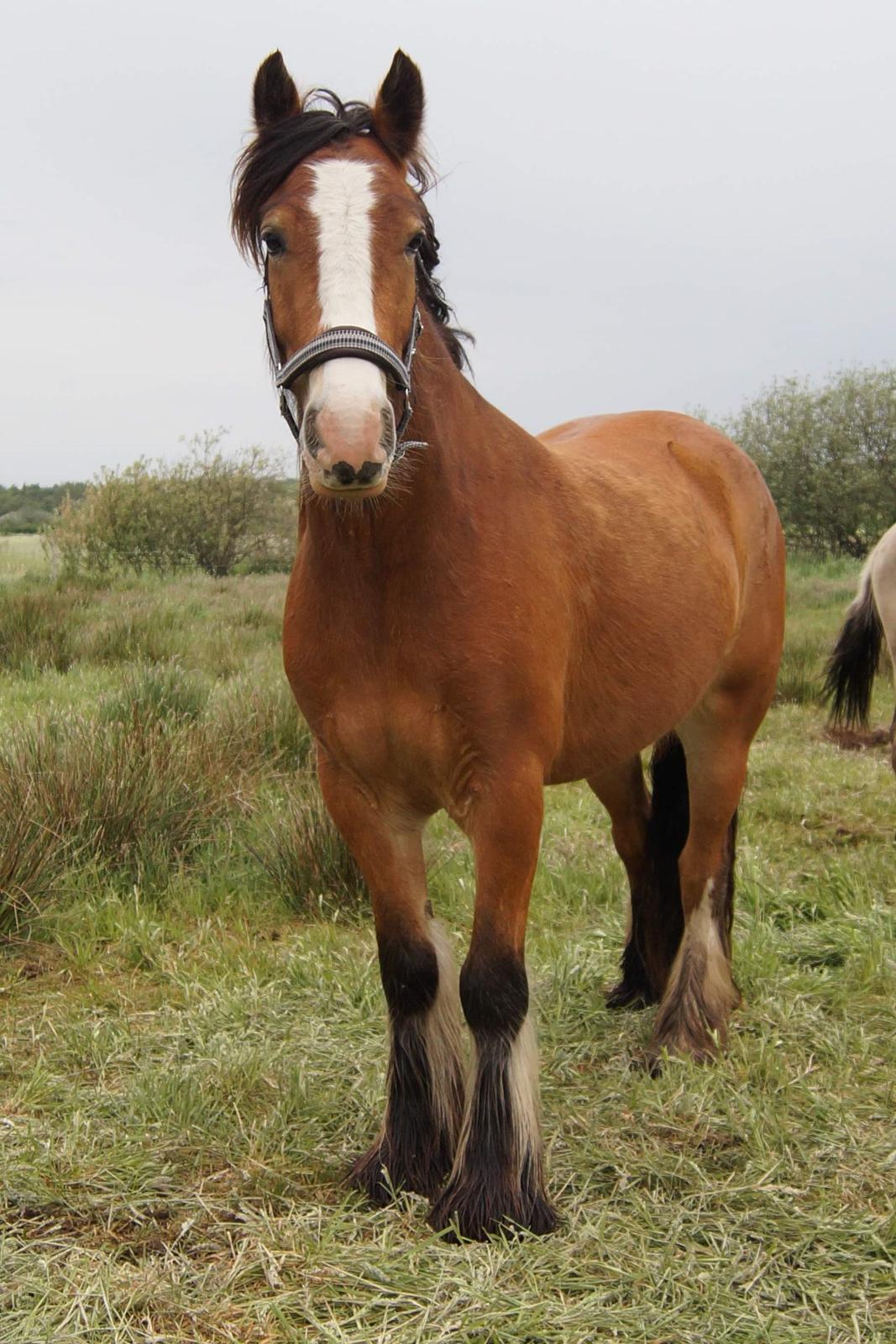 Irish Cob Lenders Winzent of Ireland billede 15