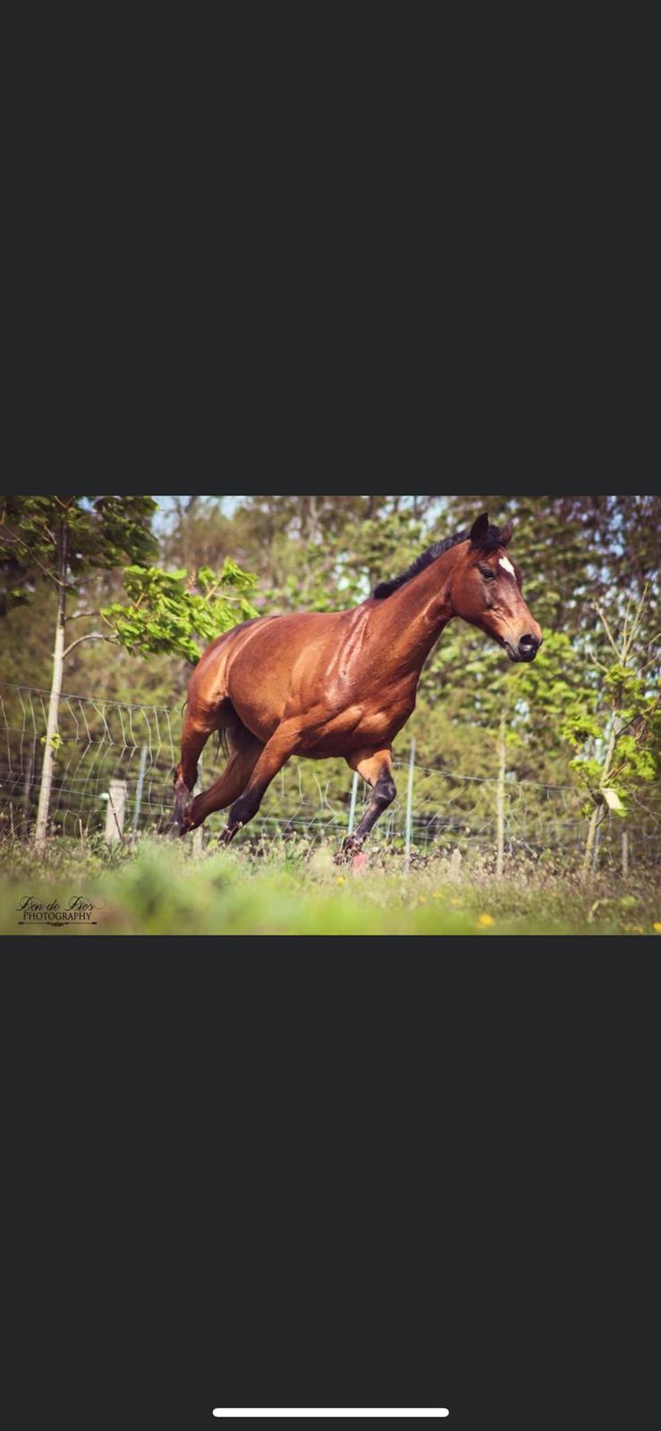 Tysk Sportspony Dana 278 billede 11