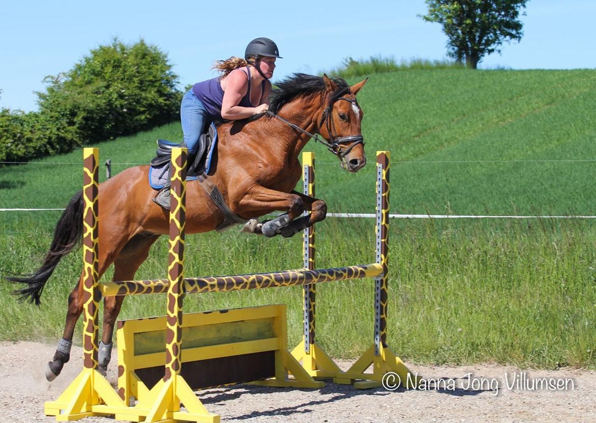 Dansk Varmblod Crystal Diamond billede 18